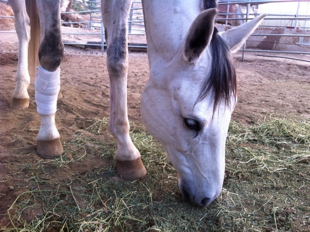 Horse with a soft ice hot/cold therapy pack wrapped around it's ankle