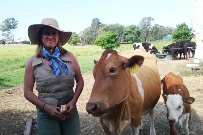 Woman wearing a Kool Max adjustable zipper front cooling vest and MS awareness fashion cooling scarf standing next to cows